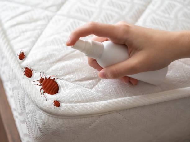 Best Spider Control Near Me  in Shawneetown, IL